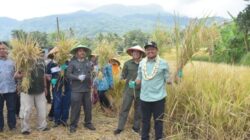 Bupati Sumedang H. Dony Ahmad Munir saat mengikuti panen raya padi organik di areal persawahan Desa Cikurubuk Kecamatan Buahdua, Sabtu (23/7/2022).