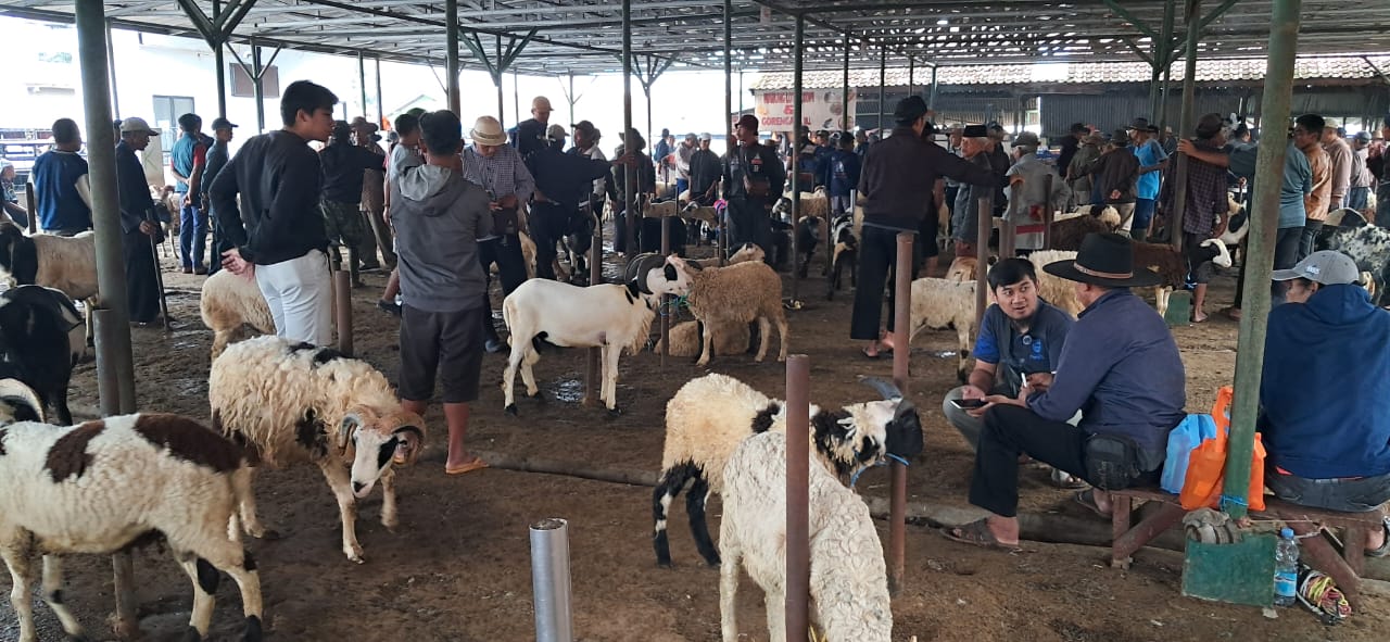 Suasana pasar hewan Tanjungsari pada Sabtu, 22 Februari 2025 tampak mulai ramai setelah sempat sepi selama wabah Covid-19.