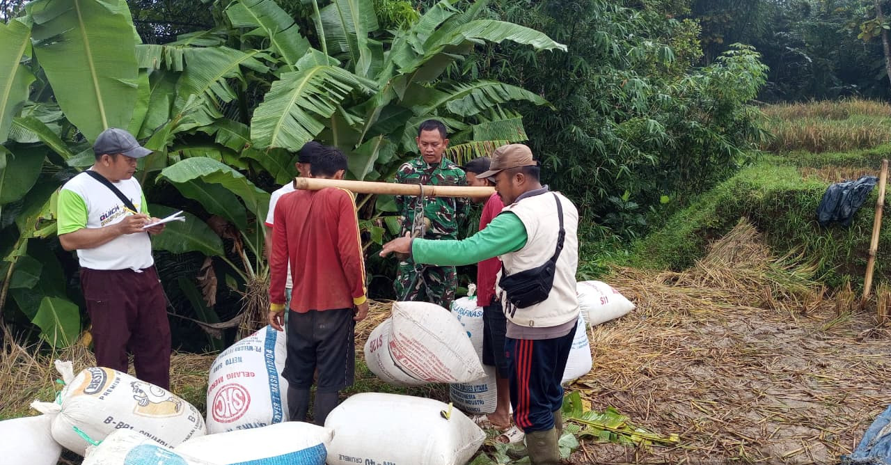 Dalam rangka mendukung program ketahanan pangan nasional, Koramil 1012/Jatinunggal bekerja sama dengan Bulog dan berbagai pihak terkait melaksanakan kegiatan serapan gabah di wilayah Desa Wado, Kecamatan Wado, Kabupaten Sumedang, Sabtu (12/4).