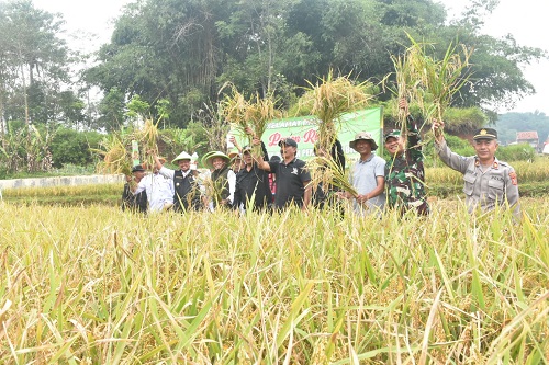 Bupati Sumedang, Dony Ahmad Munir menghadiri Panen Raya Padi Organik hasil demplot pupuk cair Biovina di Desa Margajaya, Kecamatan Tanjungsari, Jumat (18/4). Kegiatan ini menjadi bagian dari Program Genta Pangan Mandiri (GPM) yang dicanangkan secara nasional, sekaligus menandai komitmen daerah dalam mewujudkan swasembada pangan yang berkelanjutan.