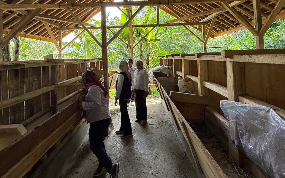 Lilis Budiani selaku Camat Cisarua Kabupaten Sumedang melaksanakan monitoring dan evaluasi (monev) program ketahanan pangan melalui budidaya ternak domba yang didanai oleh Badan Usaha Milik Desa. Kegiatan tersebut berlangsung di BUMDes Mitra Sejahtera, Desa Cisalak, Kecamatan Cisarua, Rabu (01/04/2026).